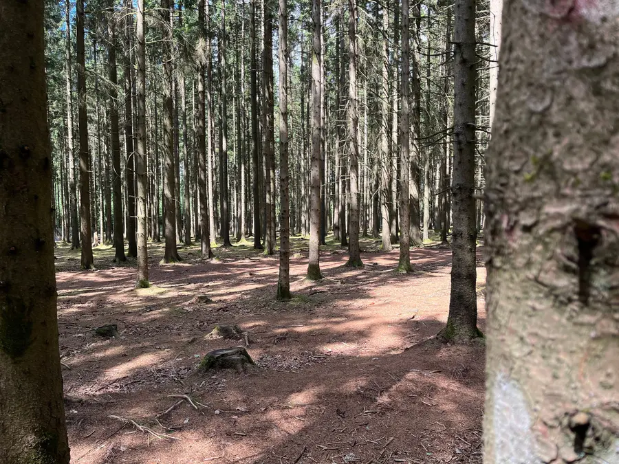Tall straight pines in the Bois Jacques forest with dappled light on the forest floor.