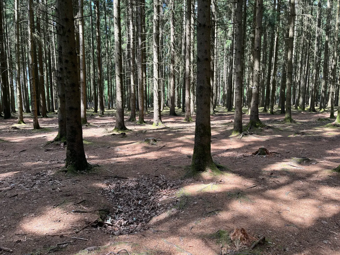 Two clearly visible foxhole depressions in the forest floor, lined with pine needles.
